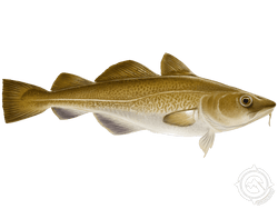 Atlantic Cod